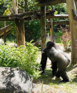 Turyści ciągle to robią. Zoo apeluje. "Ręce nam opadają"