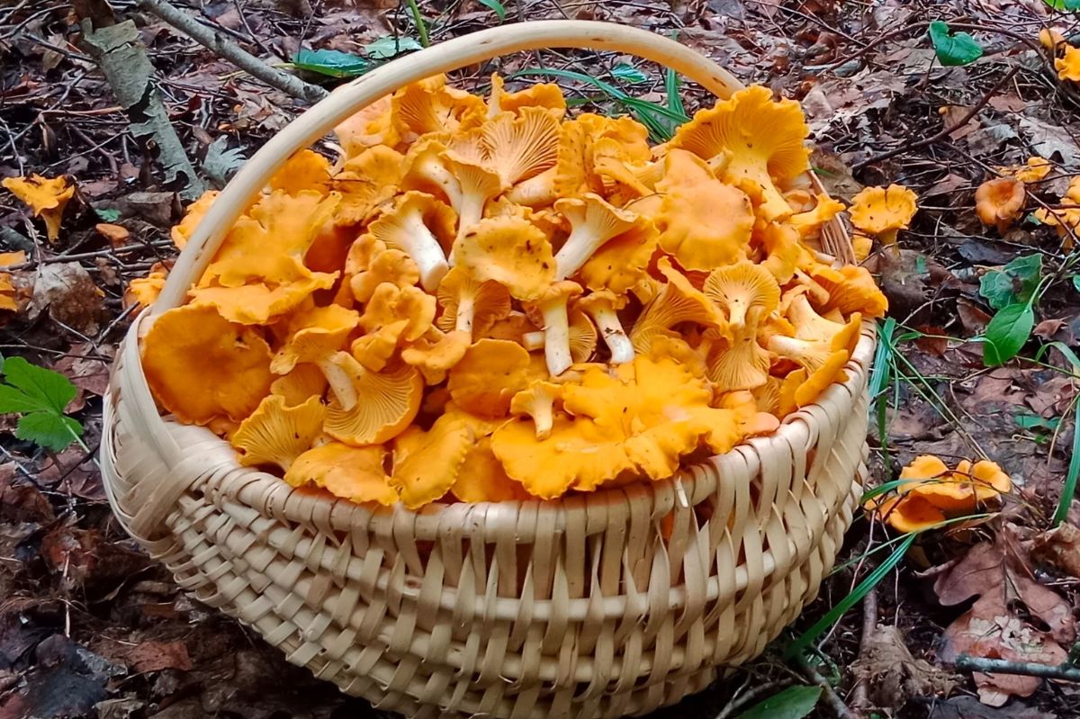 W tych miejscach znajdziesz najwięcej kurek. Rosną tam jak szalone