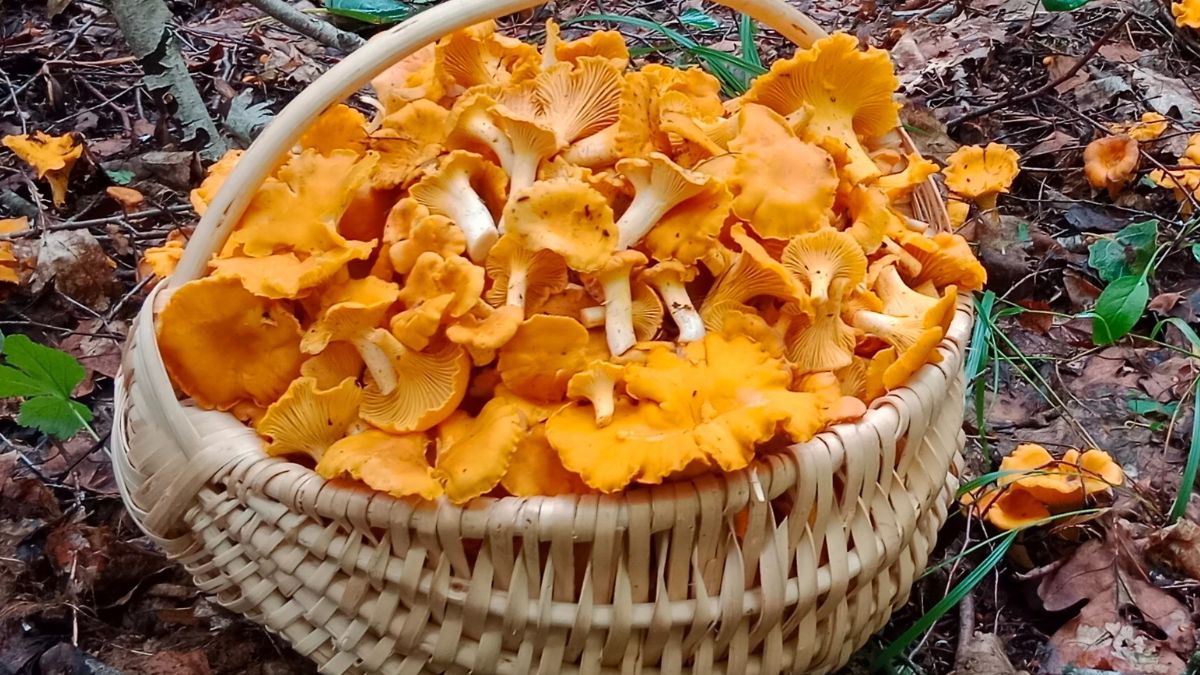 W tych miejscach szukaj kurek