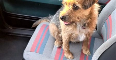 Pies wypadł z pędzącego Cinquecento. Kierowca pijany
