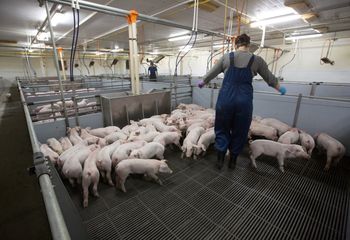 Nawet 300 tys. zł dla młodych rolników. Będzie premia