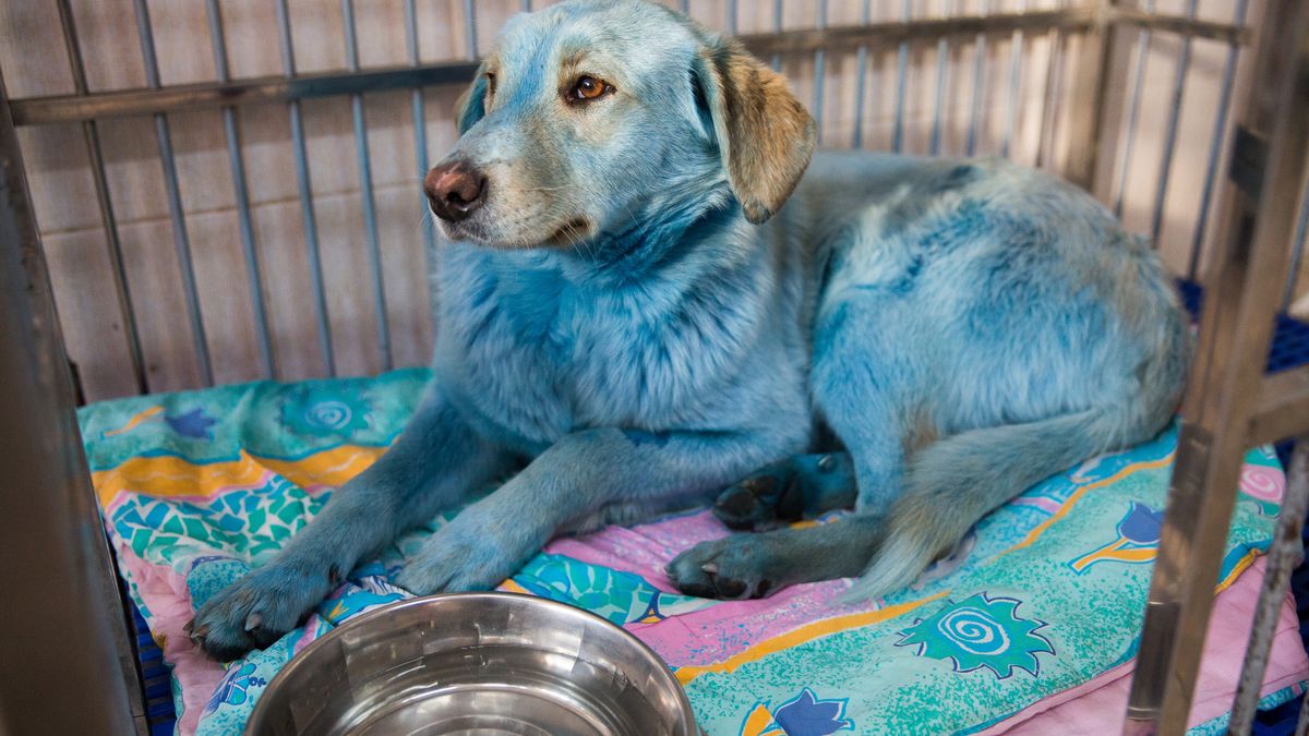 Błękitne psy z Rosji