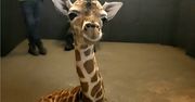 W zoo w Polsce urodziło się żyrafiątko. Dla jego matki "to jest szok"