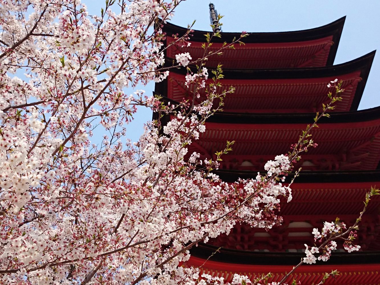 Xperia Z1 Compact vs stare sony ericssony - zaskakujące wyniki fotoporównania 7