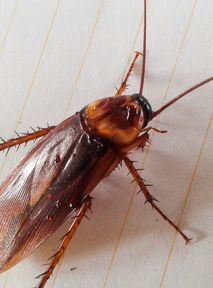 Cyborg cockroaches to the rescue. Singapore showcases new technology