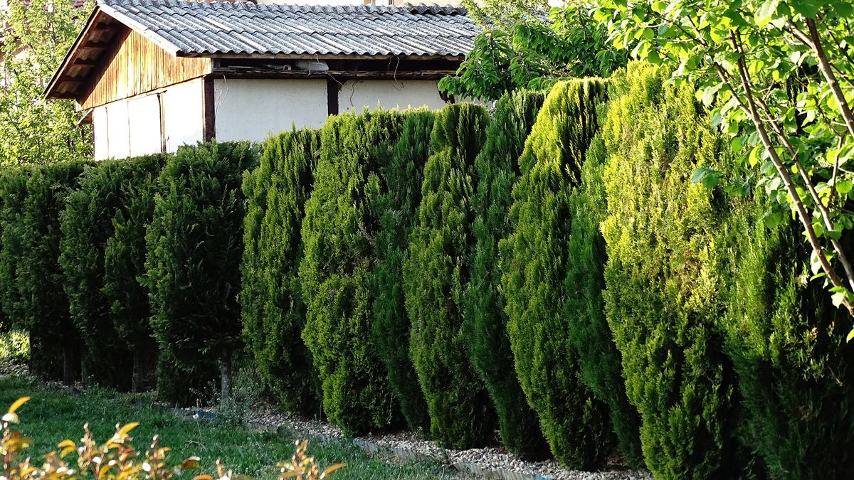 Sadzenie tui w ogrodzie cieszy się niesłabnącą popularnością
