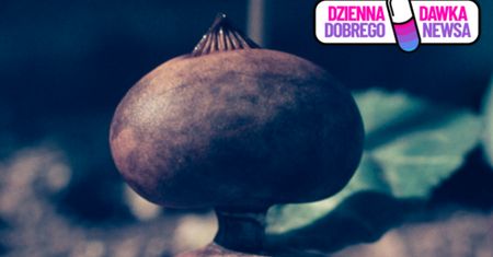 Amatorzy pomogli naukowcom. Trzy nowe gatunki grzybów