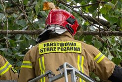 Wrocław: drzewo runęło na dziecko jadące rowerem