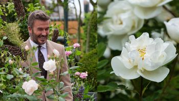 Róża 'Sir David Beckham'. Czym się wyróżnia i co ma wspólnego ze słynnym piłkarzem?