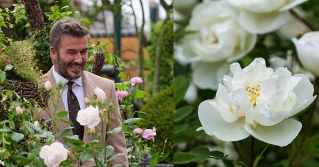 Róża 'Sir David Beckham'. Czym się wyróżnia i co ma wspólnego ze słynnym piłkarzem?