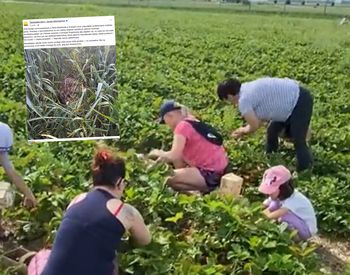 Poszła na samozbiory truskawek. Nagle usłyszała pisk