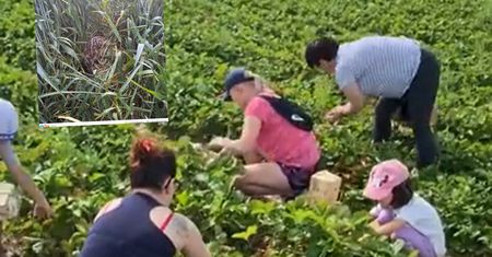 Poszła na samozbiór. Nagle usłyszała pisk