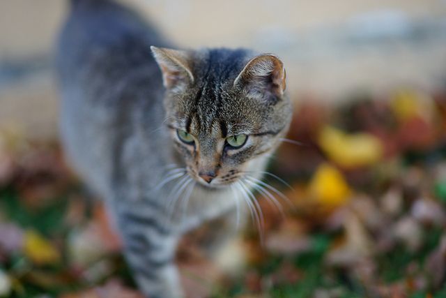 85 mm, f/1.7, 1/320 s, ISO 250, JPEG, 85mm F1.4 ZA