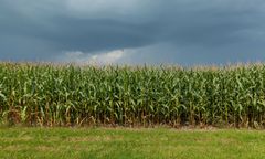 Wielkopolskie. 9-latka zaatakowana na polu przez 12-latka. Trafiła do szpitala