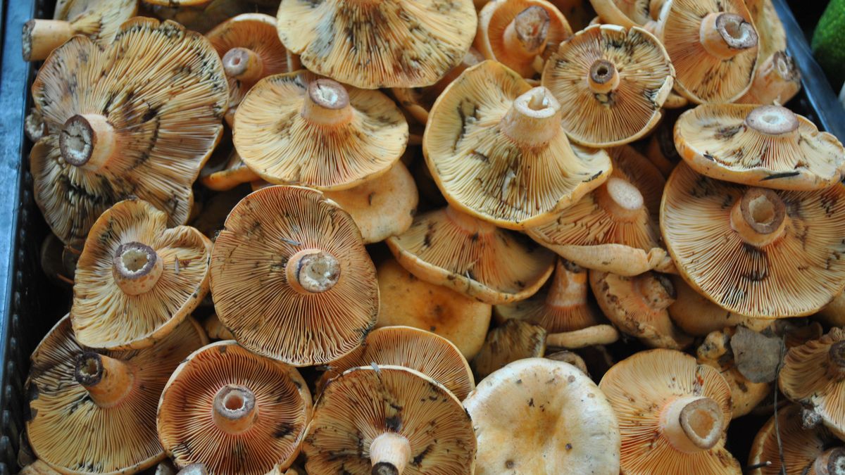 Tak odróżnisz rydza old krowiaka