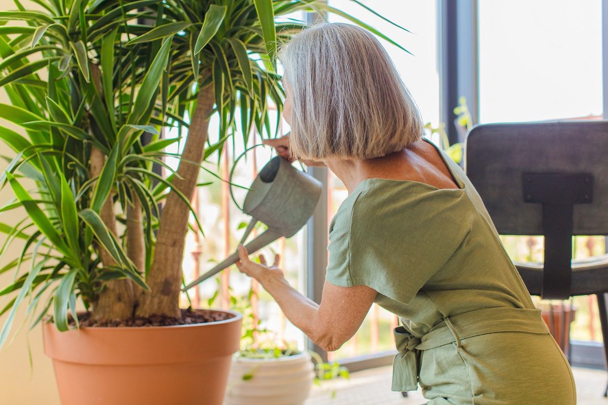 Boost your indoor greenery: potted palms care and the surprising benefits of banana peel fertilizer
