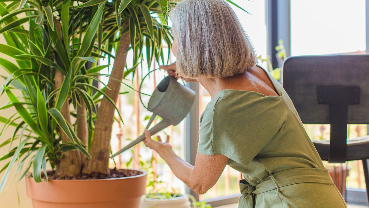 Po domowej kuracji palma wypuści mnóstwo liści.