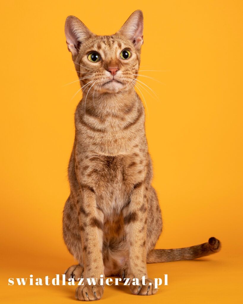 Ocicat rasa kota