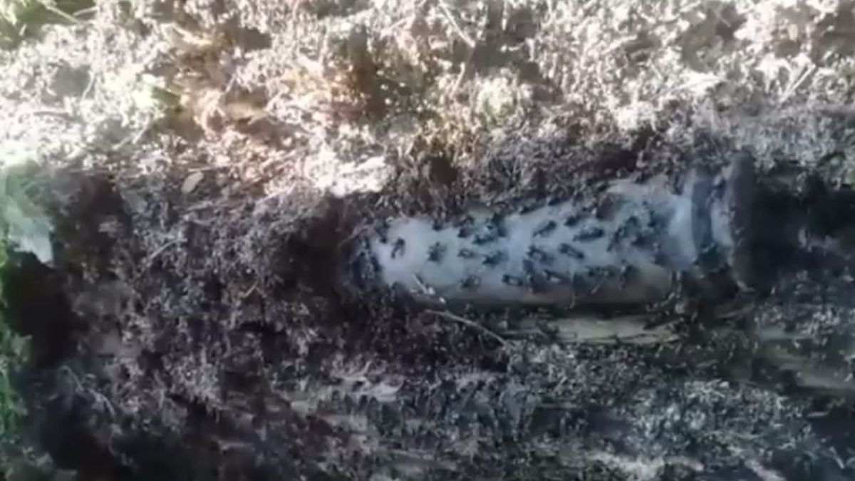 Pocisk z czasów II wojny światowej, jaki w starym pniu znaleźli saperzy na terenie Nadleśnictwa Karczma Borowa.