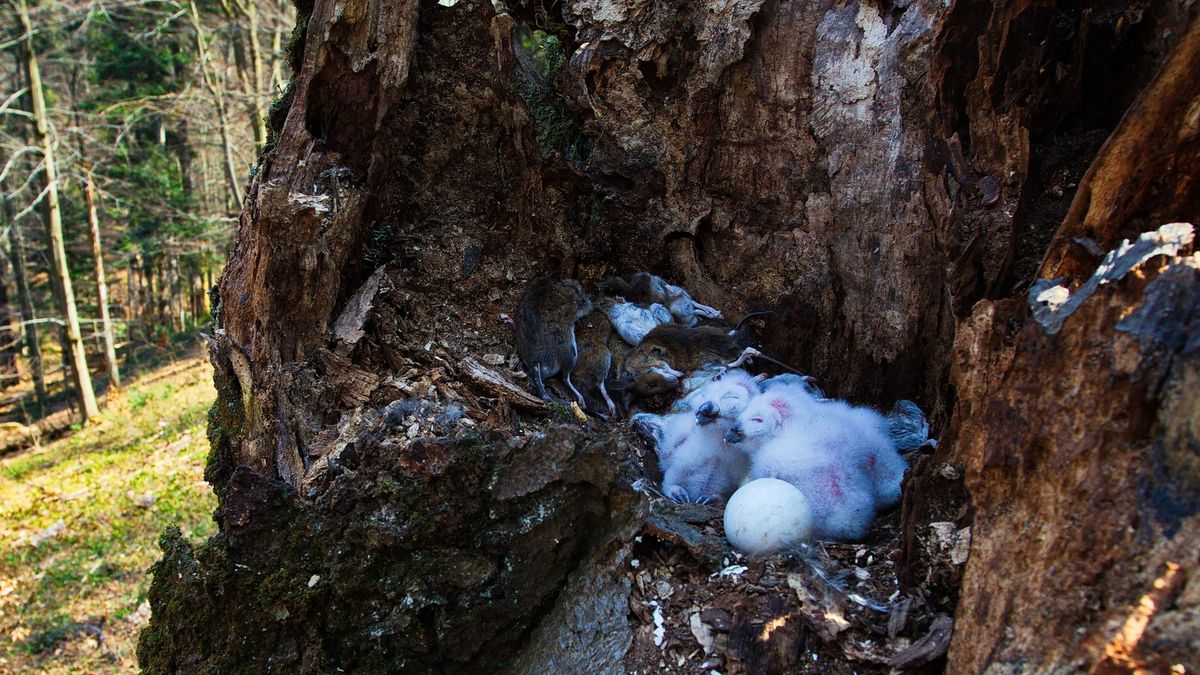 Ptasie lęgi w lesie