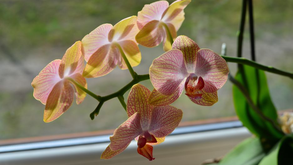 kwiat, storczyk, orchide, róż, zbliżenie