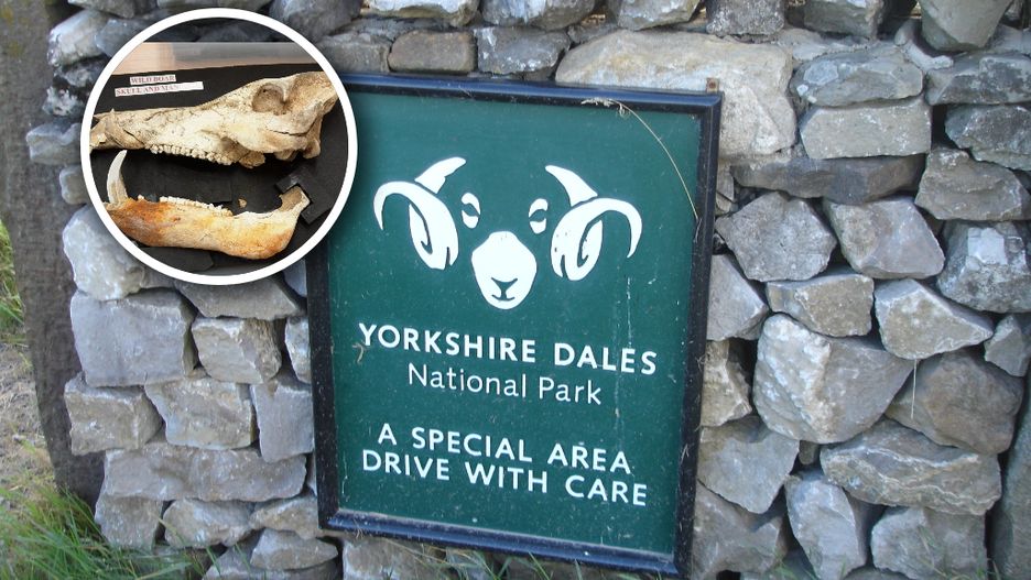 Znaleziono szczątki tura.