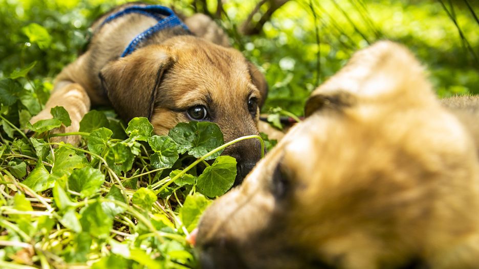 Koronawirus. Hiszpania. Sklep sprzedawał zakażone szczenięta
