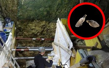 Niebywałe odkrycie w Niemczech. Mają rozmiar ludzkiego paznokcia