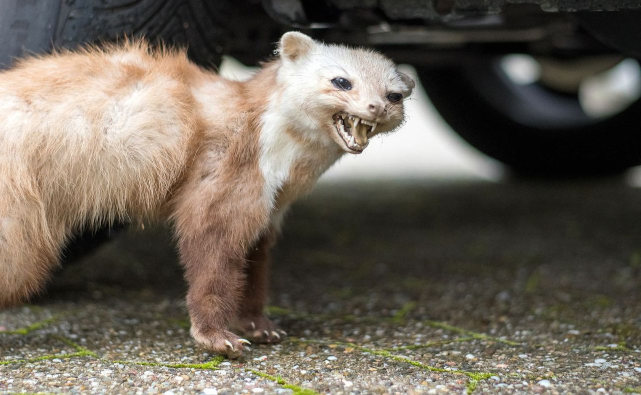Jak pozbyć się kun z ogrodu?