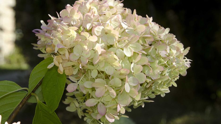 Hortensja bukietowa w rozkwicie - pojedynczy kwiatostan złożony z drobnych kwiatuszków w kremowo-różowym kolorze na długiej łodydze ozdobionej liśćmi na tle innych roślin ogrodowych