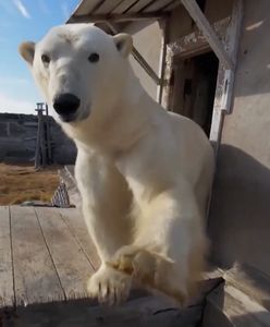 Przejęły stację badawczą. Niedźwiedzie polarne szaleją w Rosji