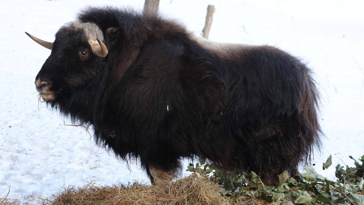 Piżmowół Quiller zamieszkał w Polsce
