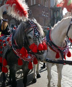 Walka o dorożki w Krakowie. Obrońcy zwierząt chcą odwołania przetargu