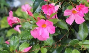 Posadź zamiast surfinii. Dipladenia to królowa słonecznych balkonów