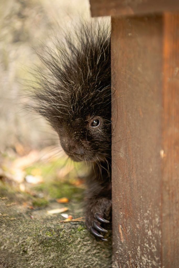 "Futrzasto-kolczaste cudo” przyszło na świat w Zoo Poznań
