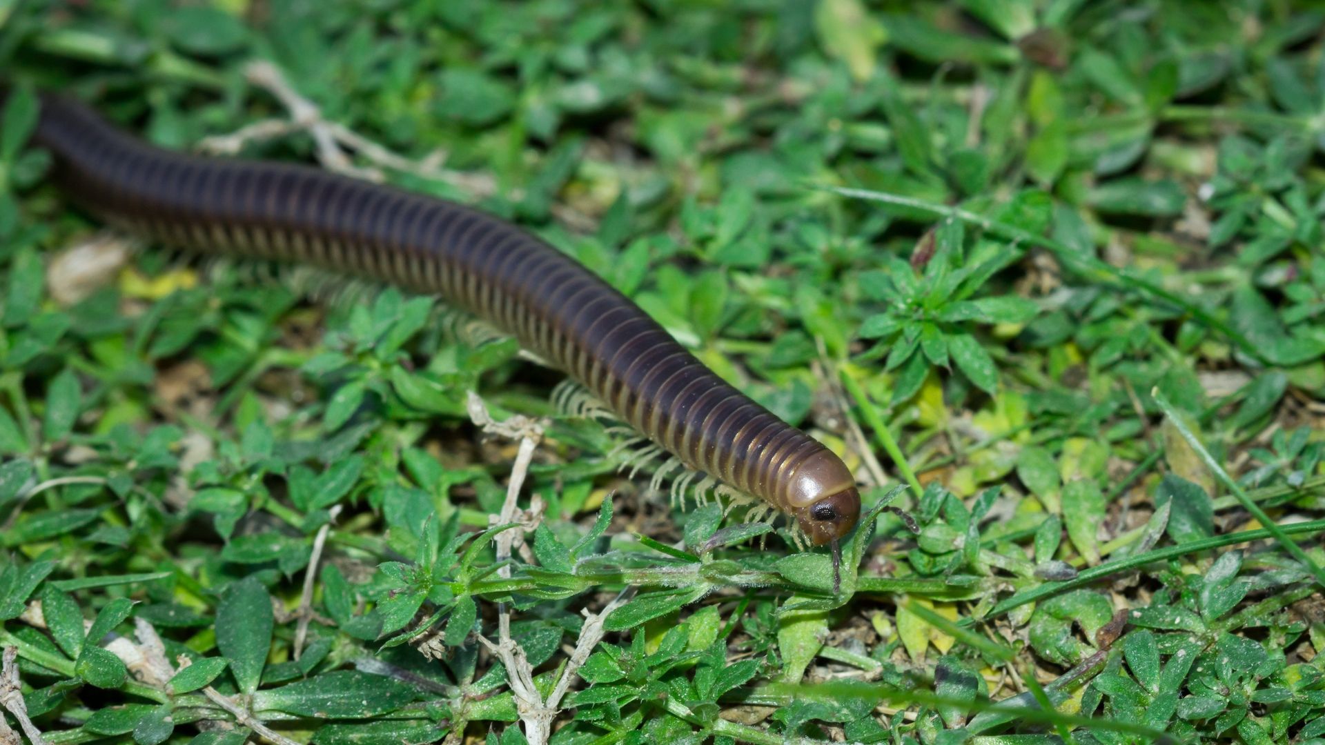Krocionóg
