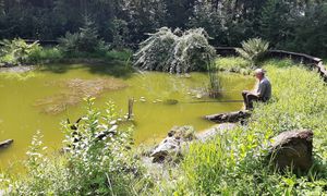 Poruszenie w Siewierzu. Sześć lat leśnicy czekali na to odkrycie