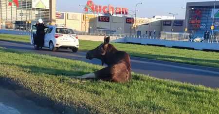 Potrącenie łosia na al. Witosa. Ranne zwierzę leży na pasie zieleni