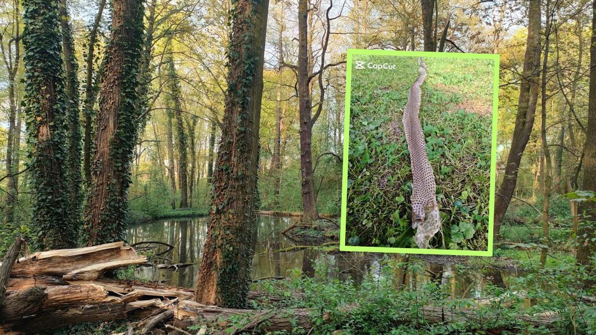 Wyjątkowe znalezisko leśników. Miało 130 cm długości