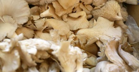 Zapomnij o pieczarkach. Te grzyby to skarbnica błonnika i smakowity zamiennik mięsa