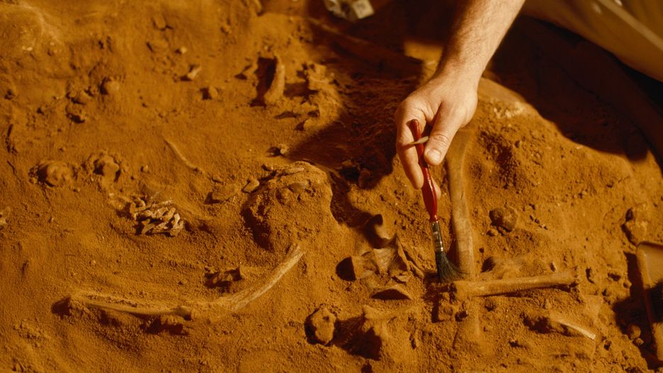 Archeolog bada ludzkie szczątki. Archeologia