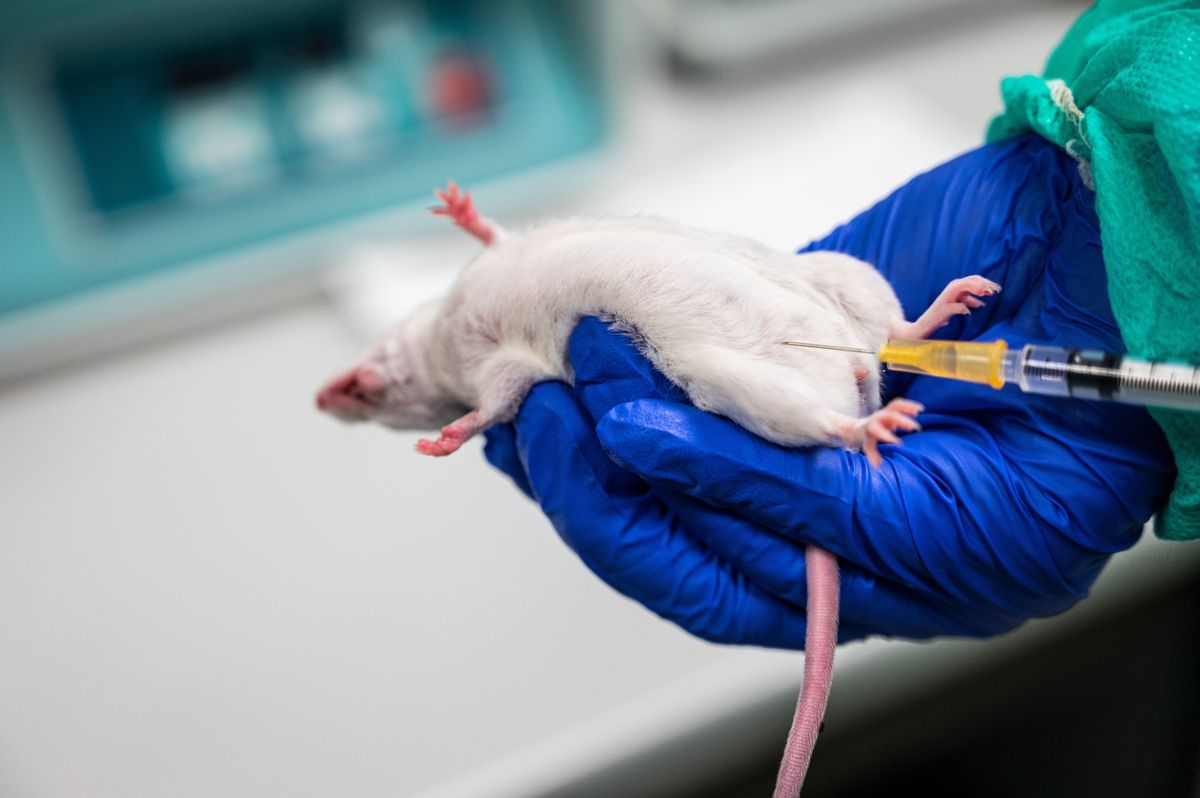 MADRID, SPAIN - 2021/02/16: A researcher showing how to perform an intraperitoneal injection to a mouse in the Animal Facility of The Center for Biological Research Margarita Salas (CIB-CSIC). The Animal Facility is designed to house mainly experimental animal species like mice and rabbits required for the different research lines carried out by scientists. The Center for Biological Research collaborates through a range of diverse initiatives to combat the SARS-CoV-2 coronavirus, the cause of the COVID-19 pandemic. (Photo by Marcos del Mazo/LightRocket via Getty Images)