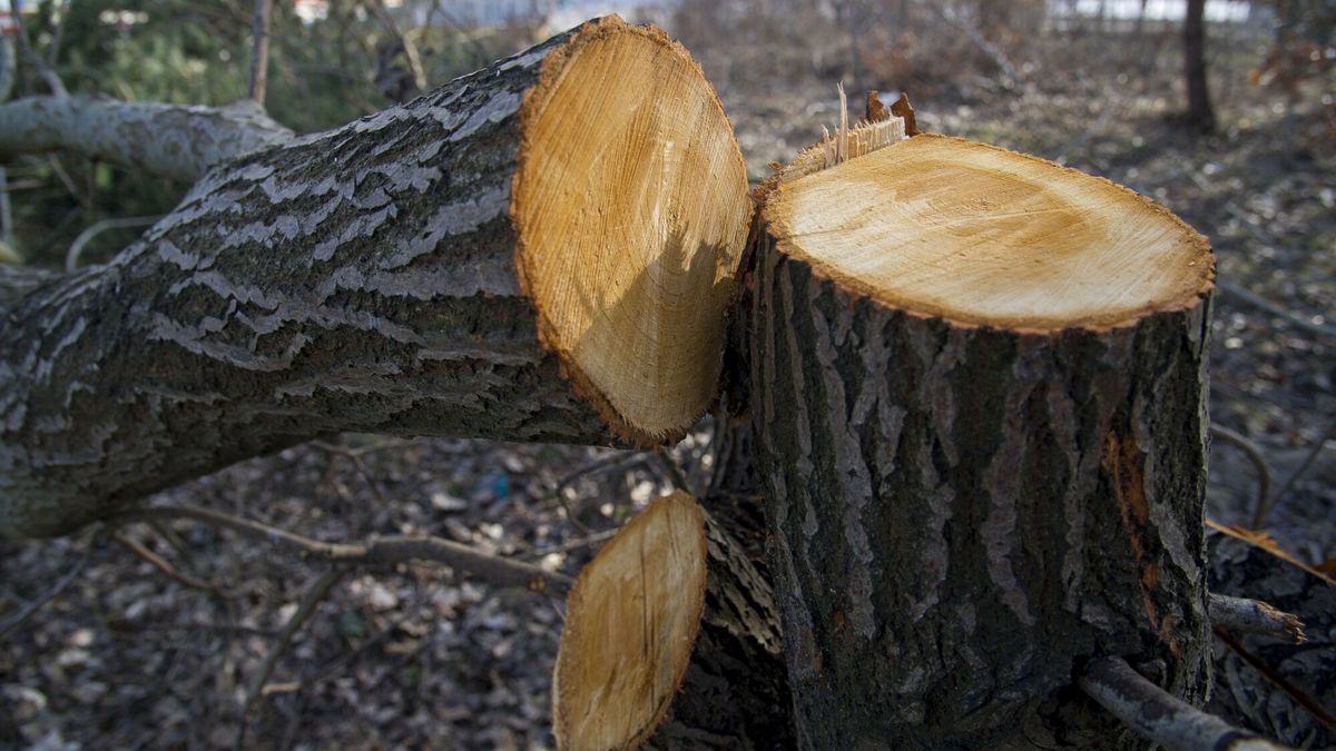 Kiedy drzewo można wyciąć bez zezwolenia?