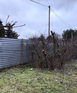 Warszawa. Co za bestia to zrobiła. Zieleń miejska szuka świadków wandalizmu na Bielanach