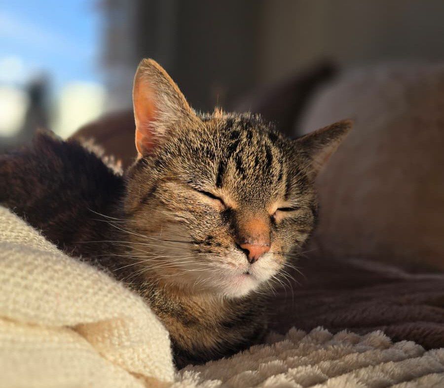 Czy Twój kot naprawdę jest szczęśliwy? Sprawdź, czego może Ci brakować w tej relacji