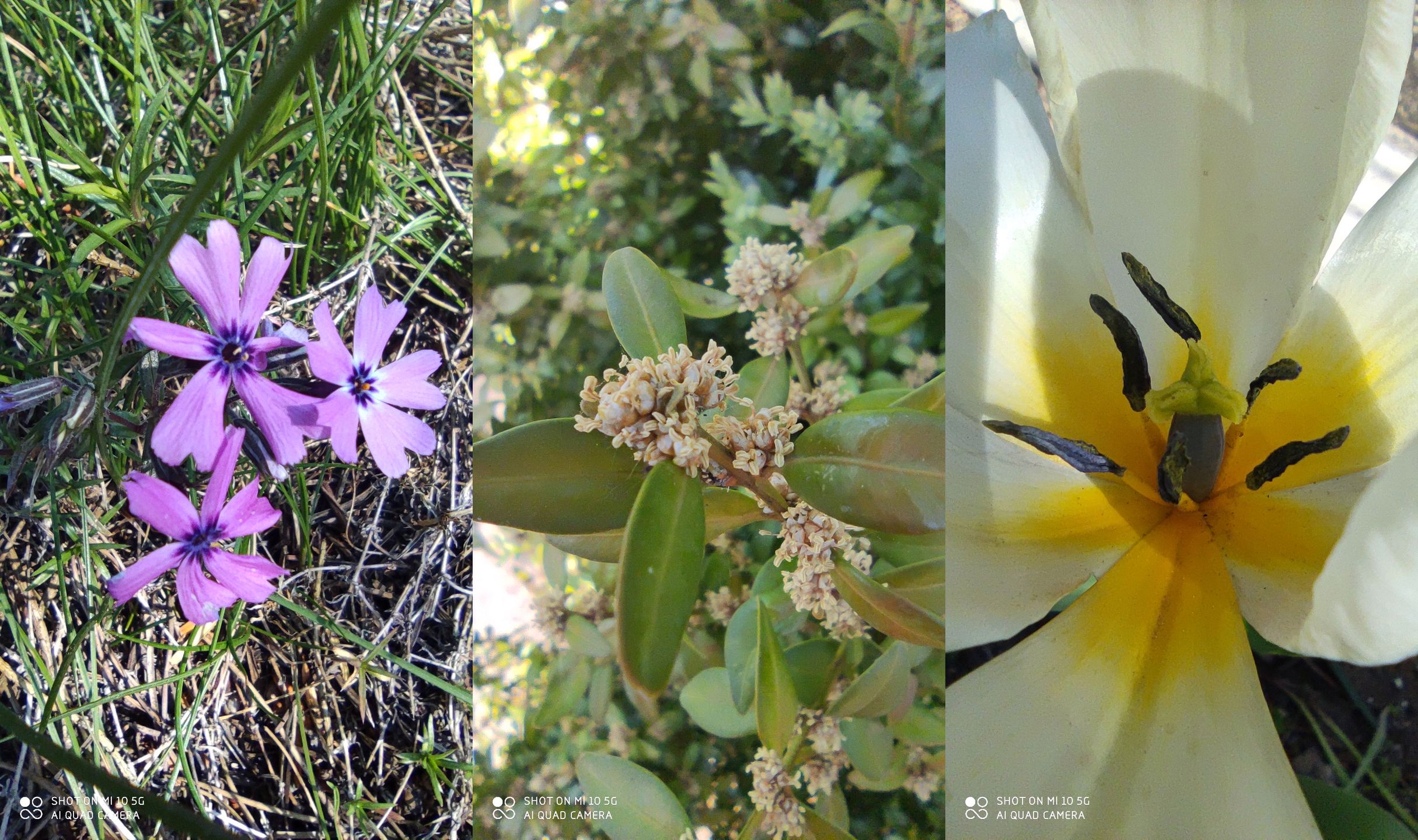 Xiaomi Mi 10. Test fotograficznych możliwości tańszej wersji flagowca 6