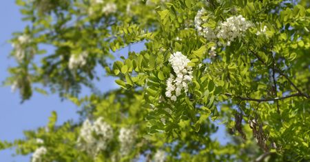 Robinia akacjowa – wygląd, wykorzystanie, zalety i wady