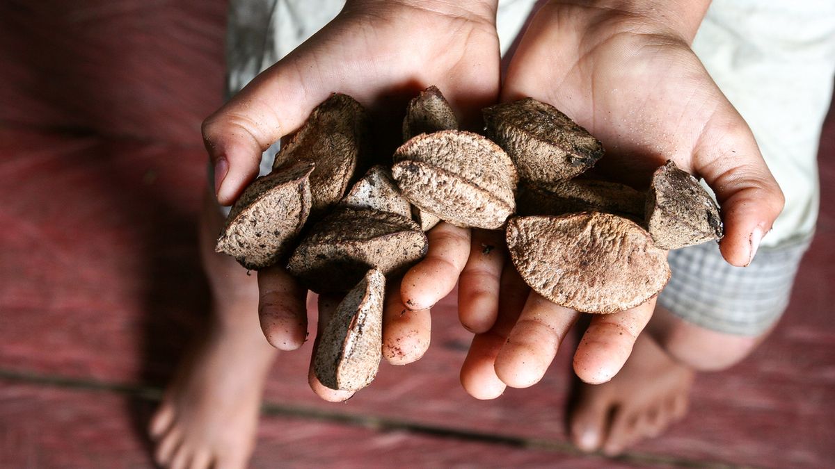 Orzechy brazylijskie należy jeść z umiarem