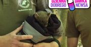 Spacer zamienił się w akcję ratunkową. Kobieta uratowała ranną kunę