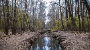 Warszawa: Urocze miejsca po sąsiedzku z Warszawą. Pałace, parki, kładki i lasy. Sprawdzą się na szybką wycieczkę